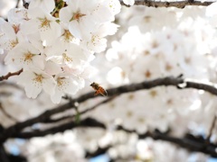 桜とミツバチ