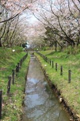 花吹雪舞う春の小川