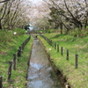 花吹雪舞う春の小川