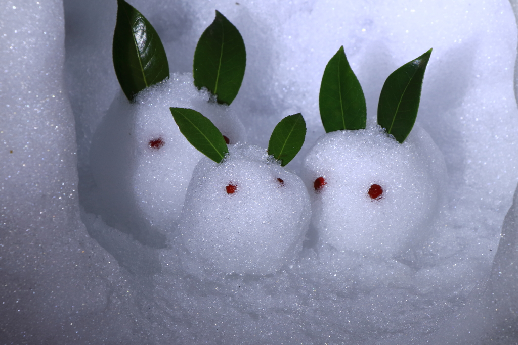 雪ウサギの親子