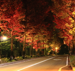 アメリカ楓通りの夜景