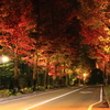 アメリカ楓通りの夜景