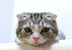 何見てんだよ！