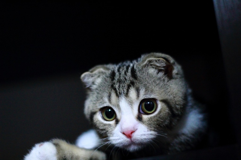 もの思いにふける我が家の猫