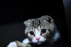 もの思いにふける我が家の猫