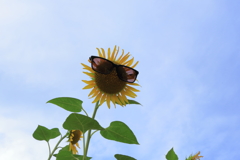 夏の青空が眩しすぎる！！