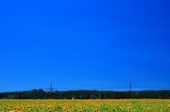 空の蒼さとひまわり畑