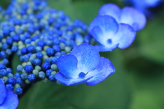 梅雨の額紫陽花