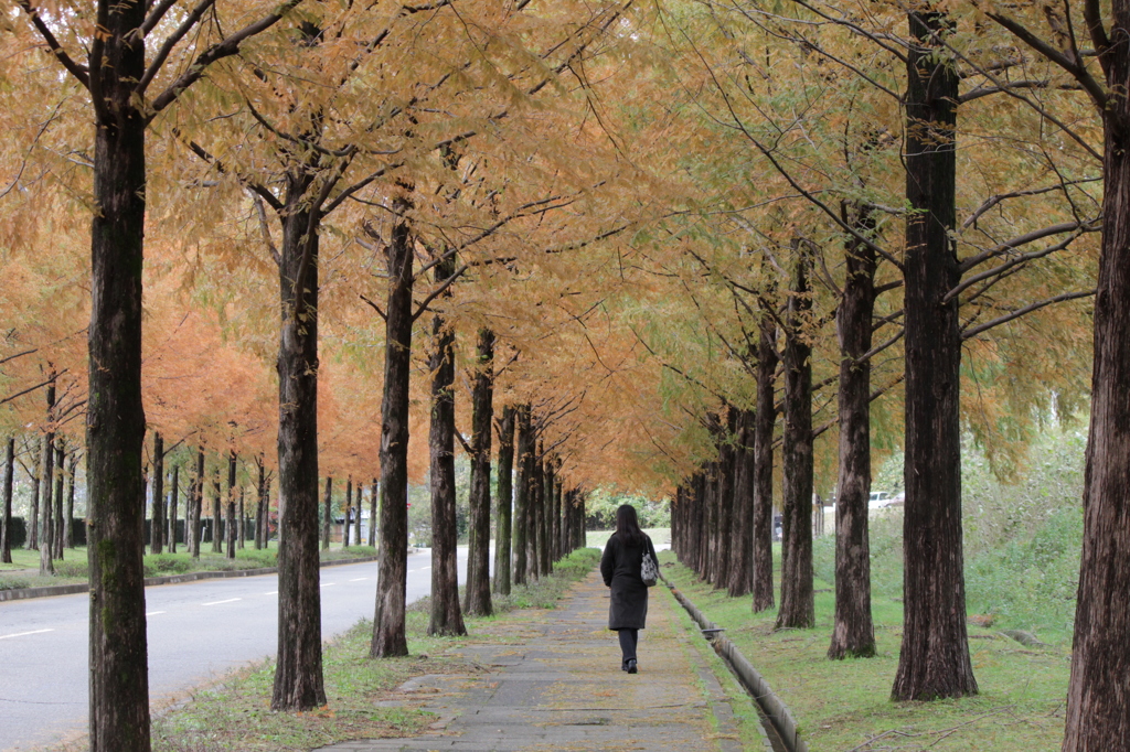 紅葉の並木道を去っていく彼女