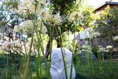 石仏と白い彼岸花