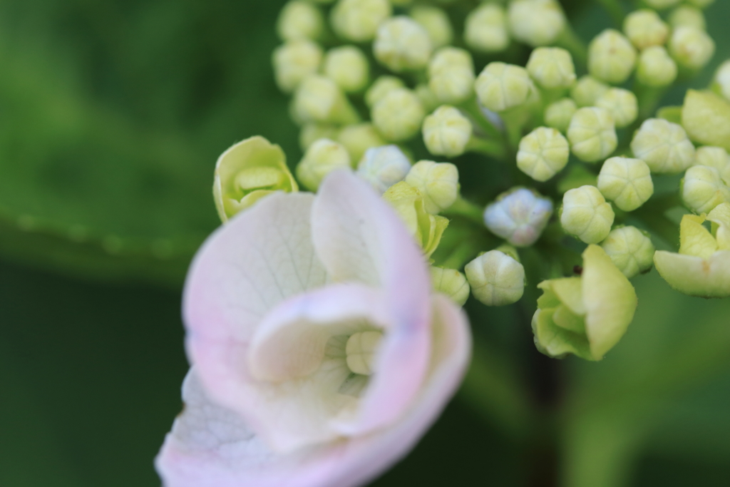 ひっそりと咲く額紫陽花