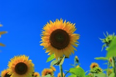 空の蒼さと向日葵