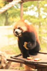 食事中のレッサーパンダ