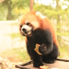 食事中のレッサーパンダ