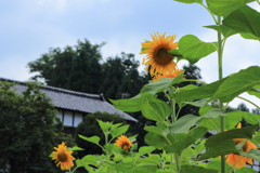 どこか懐かしい田舎の夏休み