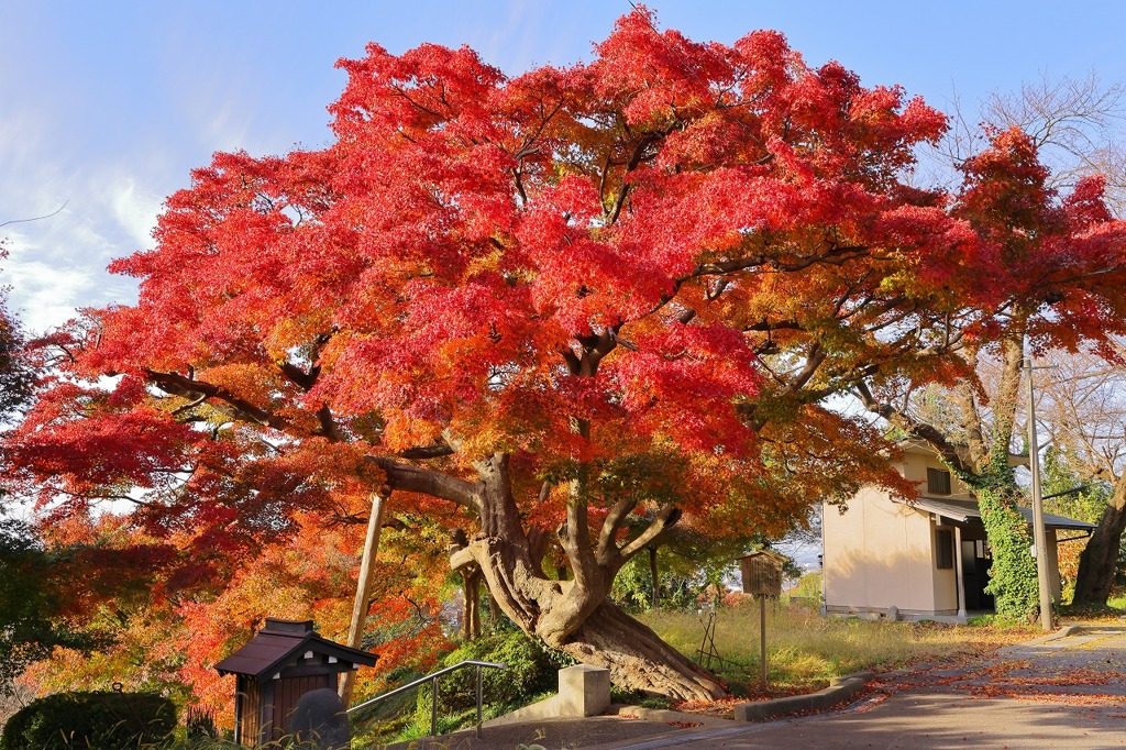 専光寺東山東山廟のもみじ