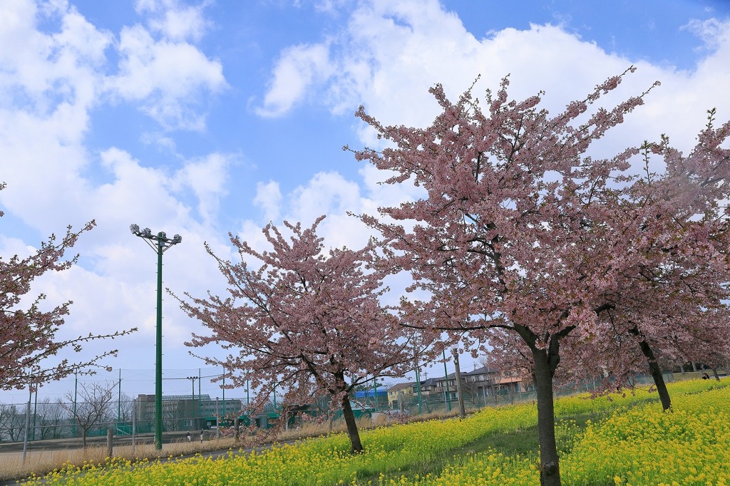 桜と菜の花