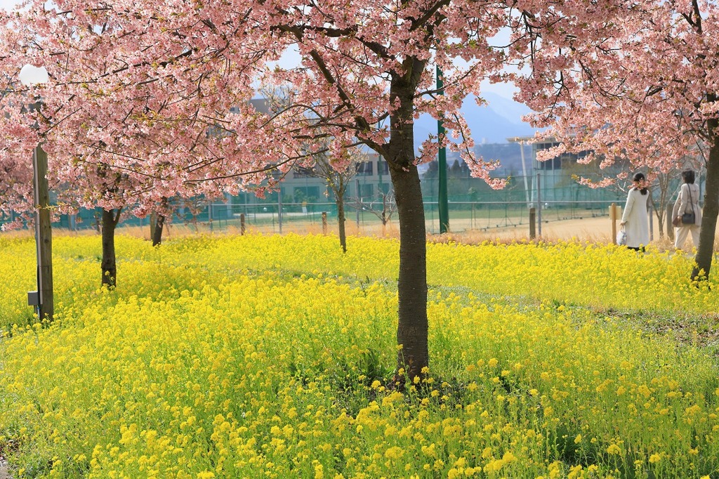 桜と菜の花