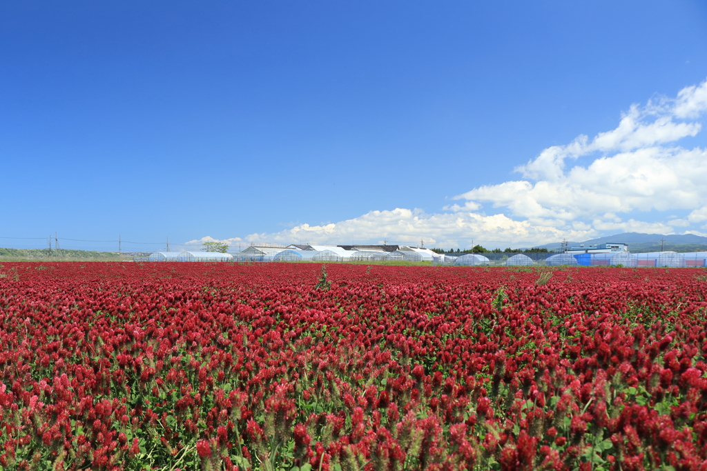 クリムソンクローバー咲く大地