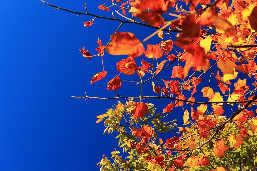 紅葉の秋空