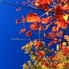 紅葉の秋空