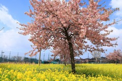 桜と菜の花