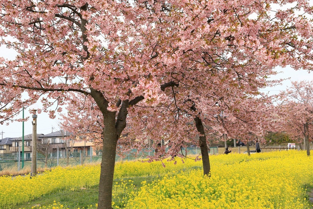 桜と菜の花