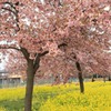 桜と菜の花