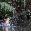 カワセミの飛び込み