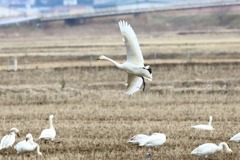 飛翔するコハクチョウ