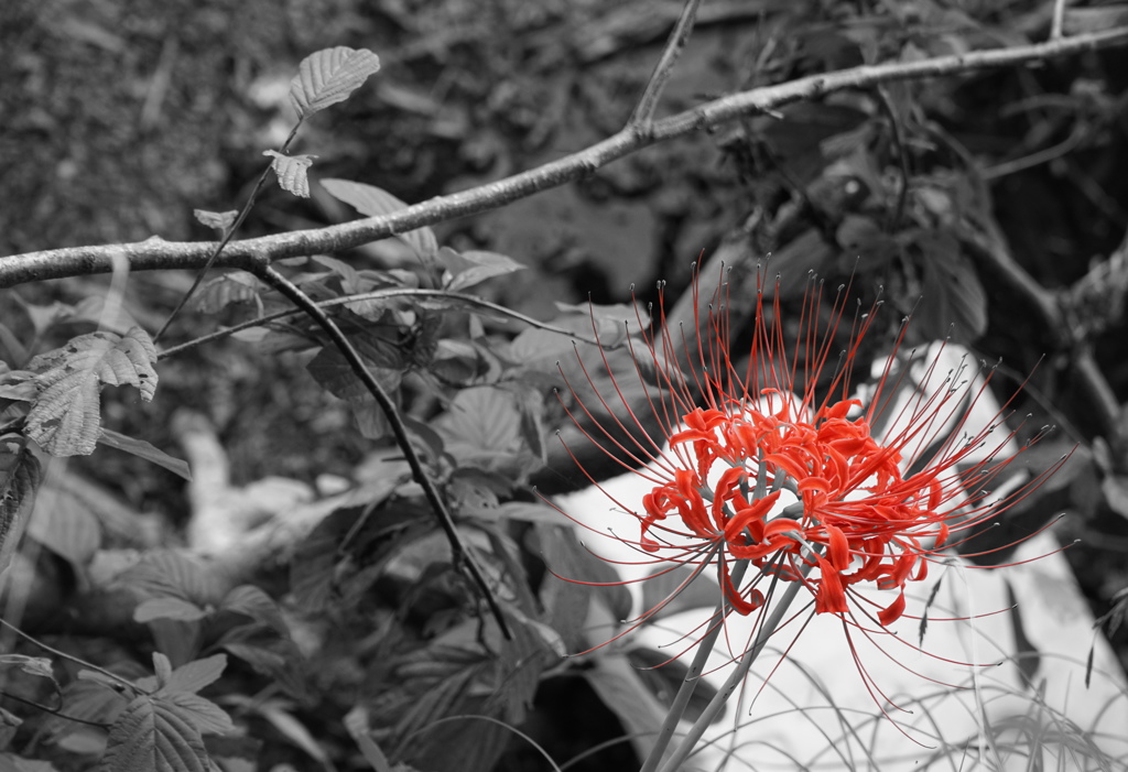 紅一点