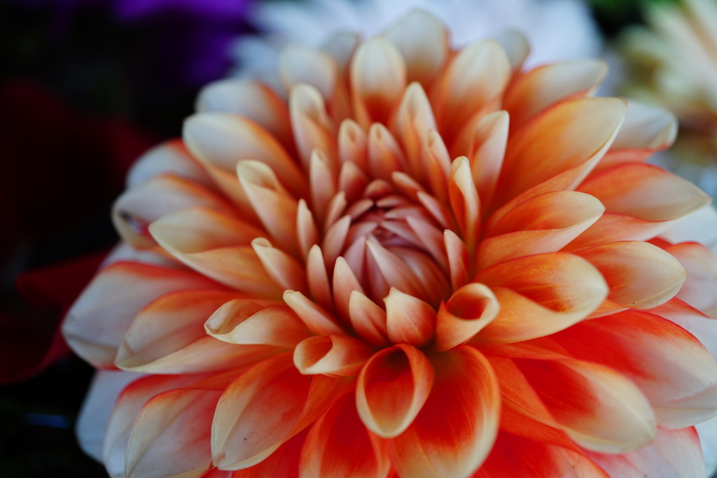 お花