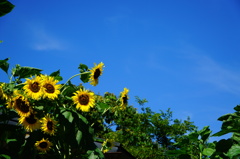 夏