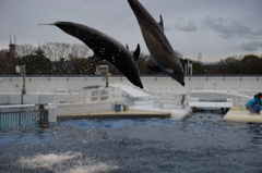 ドルフィンジャンプ