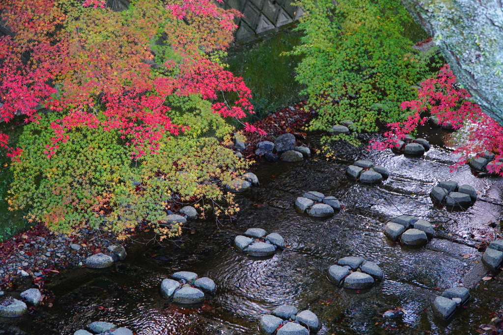紅葉の移ろい
