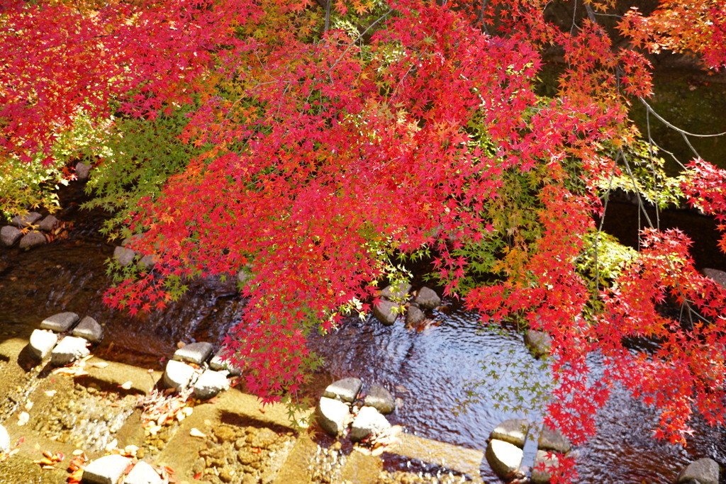 紅葉