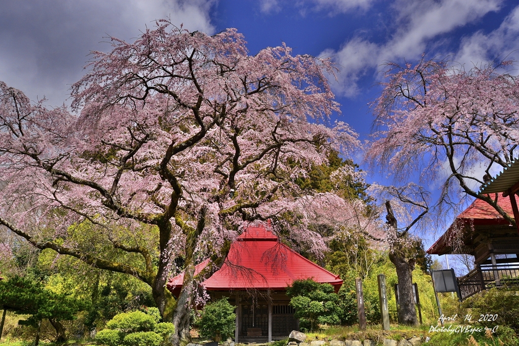 里山の春