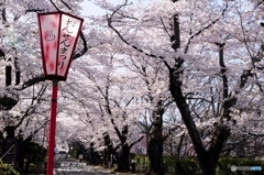 岳温泉桜坂