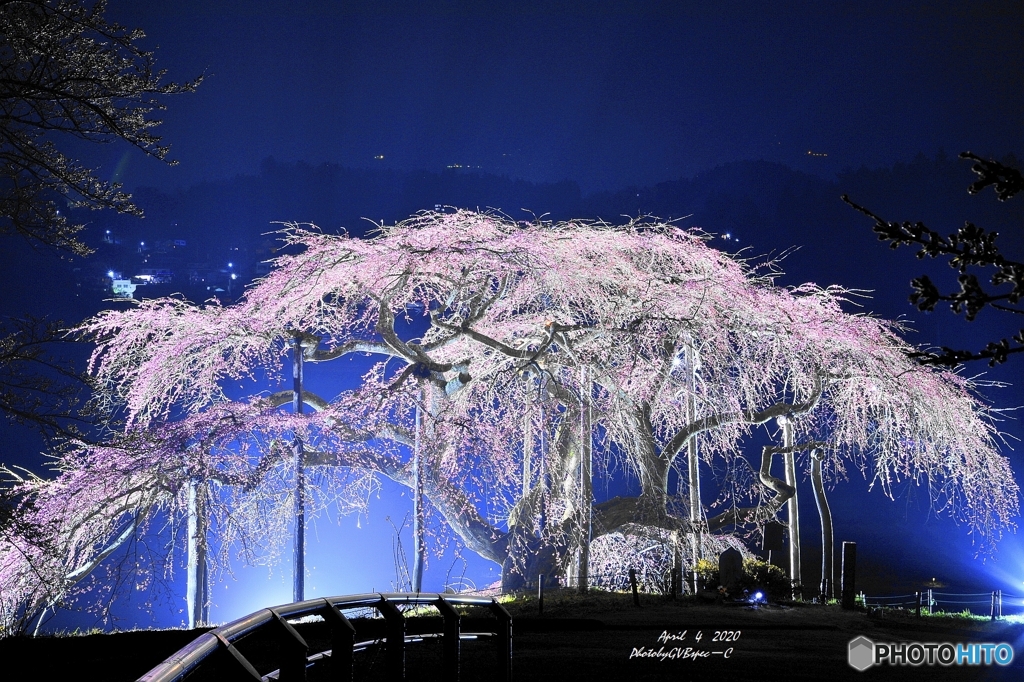 春雷の後　中島の地蔵桜
