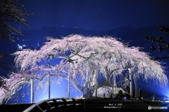 春雷の後　中島の地蔵桜