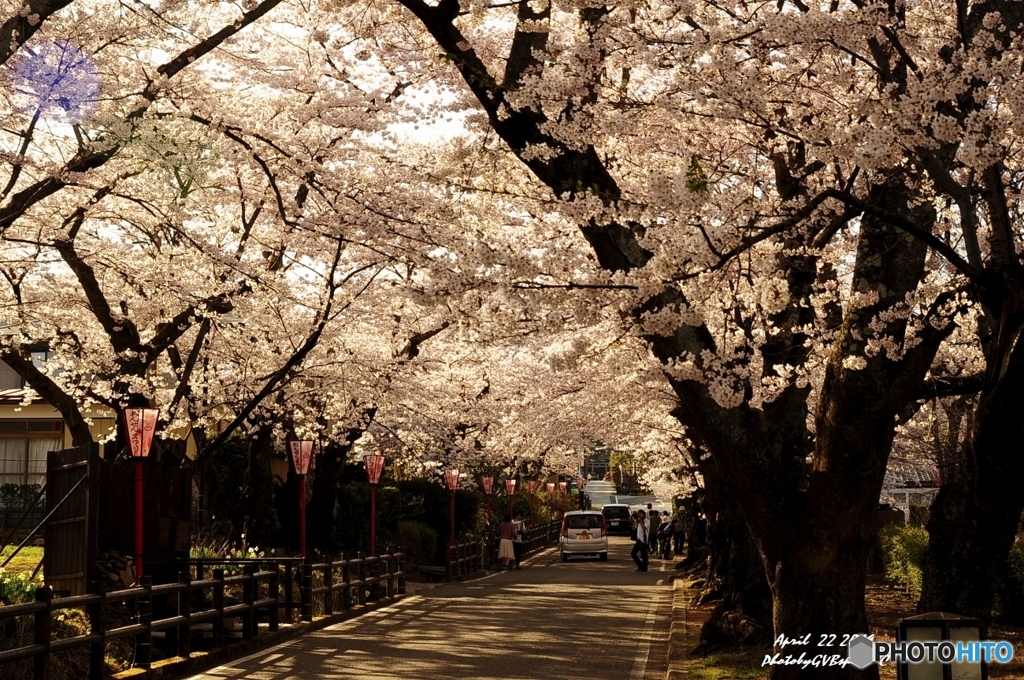 岳温泉桜坂