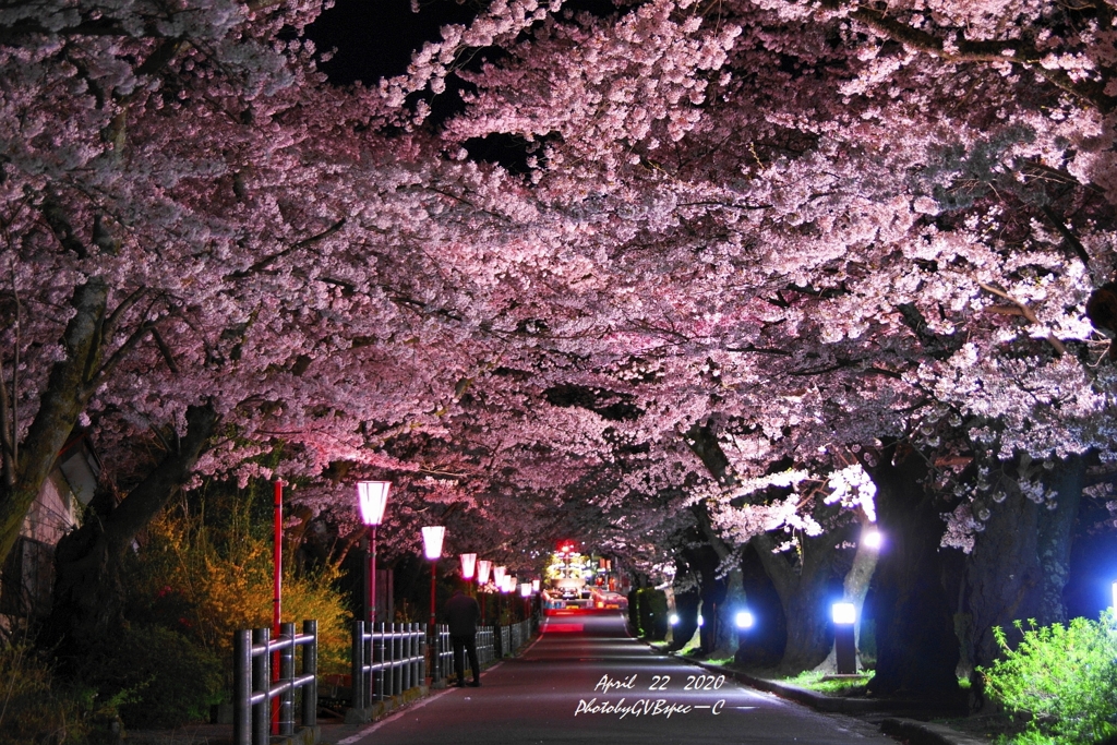 岳温泉の桜坂