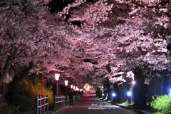 岳温泉の桜坂