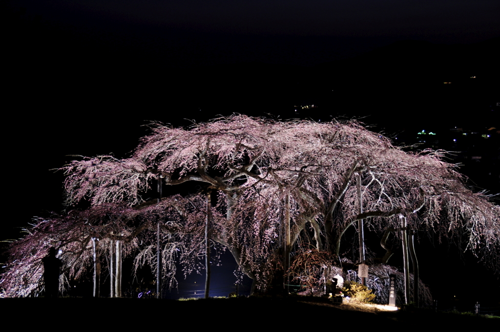 中島の地蔵桜2020