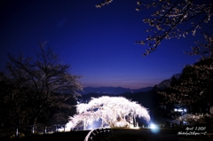 中島の地蔵桜2020