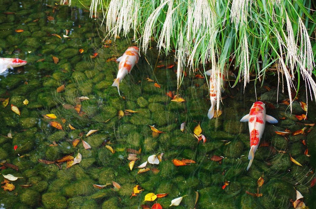 後楽園