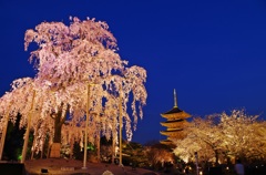 東寺　五重塔　夜間拝観