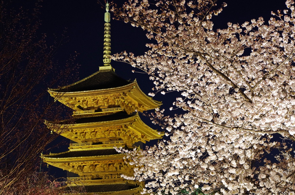 東寺　五重塔　桜