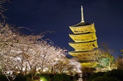 東寺　五重塔　桜