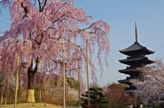 東寺　五重塔　桜